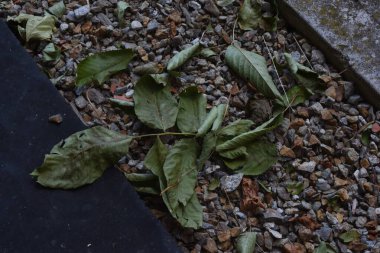 Yerde yeşil yapraklar