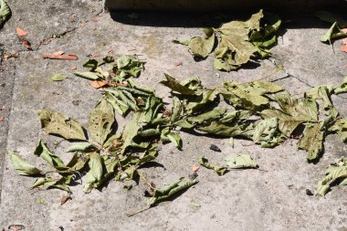 Yerdeki yeşil ve beyaz yapraklar.