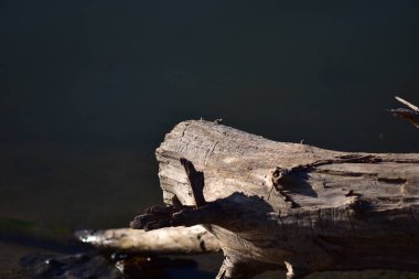 Kuşun seçici odak noktası.