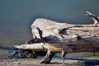 İsrail 'de ölü deniz kıyıları