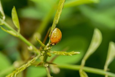 Yeşil bir bitkinin yakın plan makro görüntüsü.
