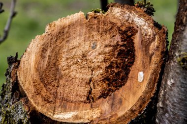 Bir ağaç gövdesini kapatın.