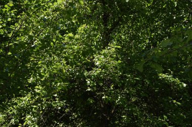 Ormanda güzel yeşil yapraklar