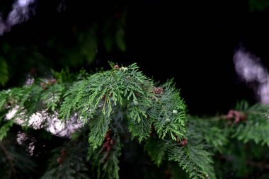 Dalda çam iğneleri