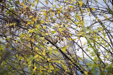 Sonbaharda huş ağacı