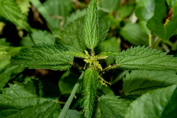 Bahçedeki bir bitkinin yeşil yaprakları