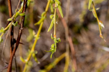 Ormandaki bitkinin yeşil yaprakları