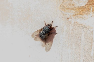 Beyaz arka plandaki bir arının yakın plan çekimi.