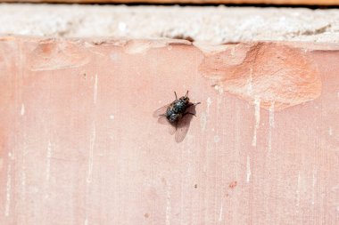 Bahçedeki bir duvarda uç.