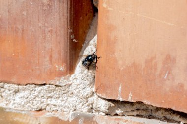 Beyaz bir yüzeydeki bir böceğin yakın çekim görüntüsü.