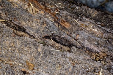 Ağaç gövdesi dokusu, ahşap desen