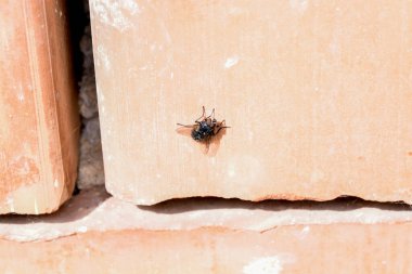 Duvardaki örümceğin yakın çekimi.