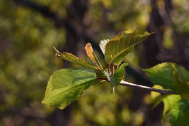 Bahar mevsiminde ağaç dalında genç yapraklar.