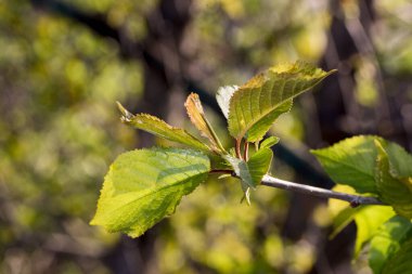 Ormanda genç bir huş ağacının bahar yaprakları