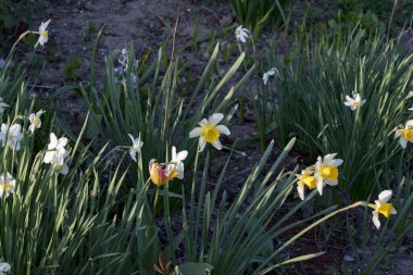 Çiçek açan nergisler, bahçedeki bahar çiçekleri, yakın çekim.