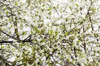 İlkbaharda kiraz çiçeği, sakura