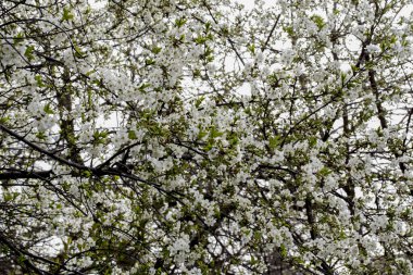 Ağaçtaki bahar çiçekleri, flora
