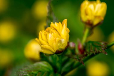 Doğada sarı çiçekler