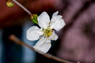 Ağaçtaki beyaz çiçekler
