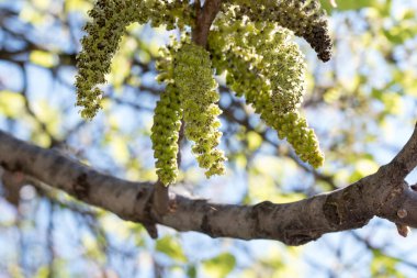bahar çiçekleri, yeşil yapraklar, ağaç