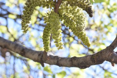 Güzel çiçek açan ağacın manzarasını kapat.