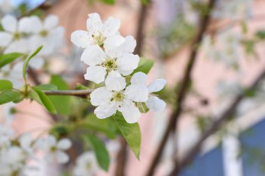 bir ağacın dalında bahar çiçekleri