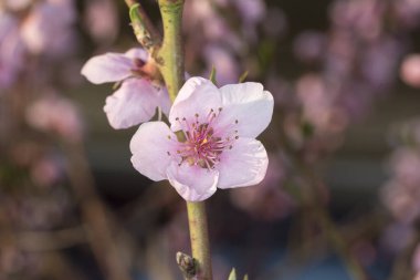 Bahçedeki güzel pembe çiçekler