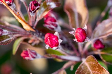 Kapatın güzel çiçekleri