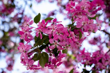 Bahçedeki güzel çiçekler