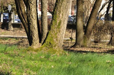 Güzel manzara. Parktaki doğa arkaplan ağaçları.