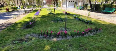 Bahçedeki güzel çiçekler