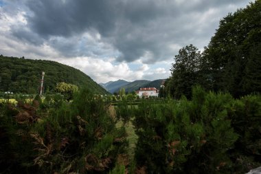 Ormanın güzel manzarası