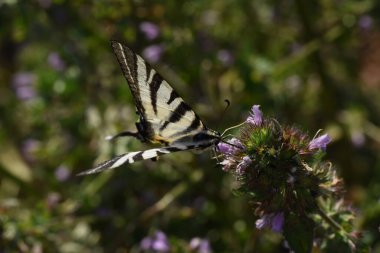 kapalı - böcek, seçici odak