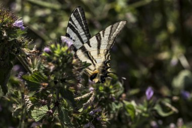 Çiçek üzerindeki bir kelebek.