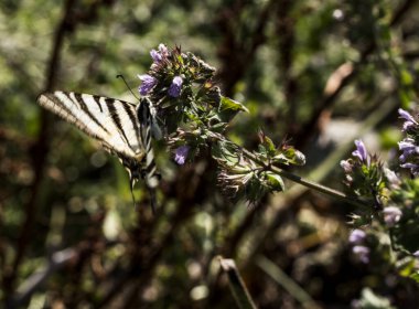 Bir çiçeğin üzerine konmuş bir kelebeğin seçici odak noktası.
