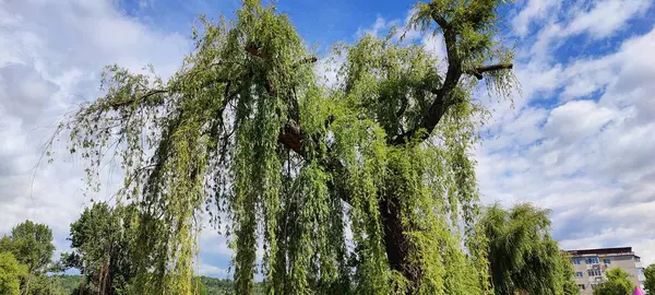 Doğanın güzel manzarası