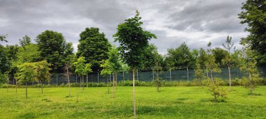 Ağaçlı ve yeşil yapraklı güzel bir manzara.