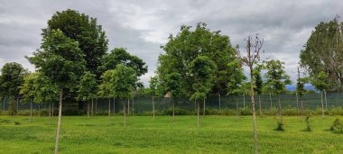 Ormanda yeşil ağaçlar