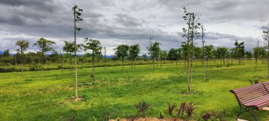 Parktaki yeşil ağaçlar