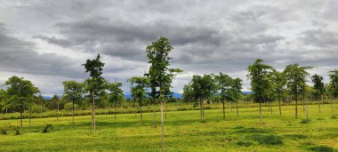 Dağları ve ağaçları olan güzel bir manzara.