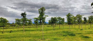 Ormanda yeşil çimenler