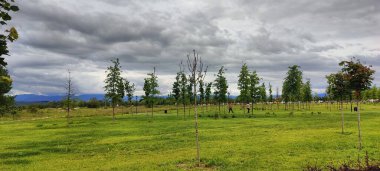 Ağacı ve tarlası olan güzel bir manzara.