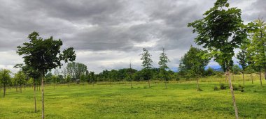 Güzel bir manzara Ağacı ve mavi gökyüzü