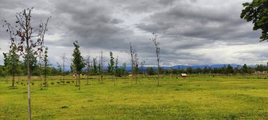 Ormanda yeşil ağaçlar