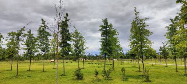 Parktaki yeşil ağaçlar