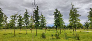 Bahçede yeşil yapraklar