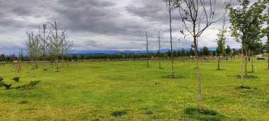 Ağaçları ve yeşil otları olan güzel bir manzara.