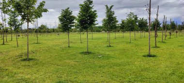 Parkta yeşil çimenler