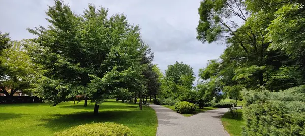 Sokakta yeşil çimenler ve ağaçlar