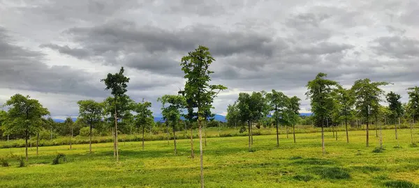 Dağları ve ağaçları olan güzel bir manzara.